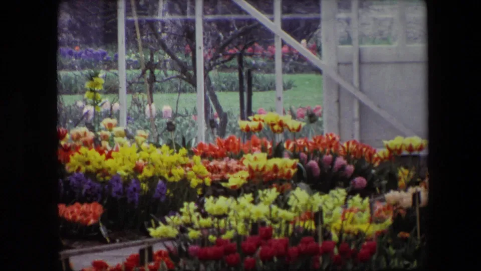 A home-movie frame shows red, yellow, orange, and purple flowers in ordered beds inside a greenhouse, with garden greenery visible beyond the glass.