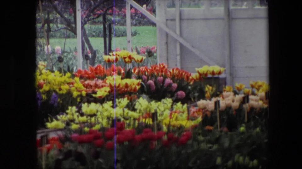 The camera pan continues across a greenhouse display of spring flowers, with white doors or panels behind the beds and dark plant stakes among the blooms.
