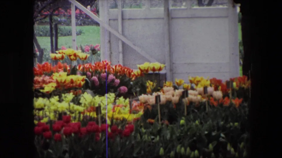 A final 8mm frame shows red, yellow, pale, and purple flower rows under greenhouse framing, with the display filling most of the view.