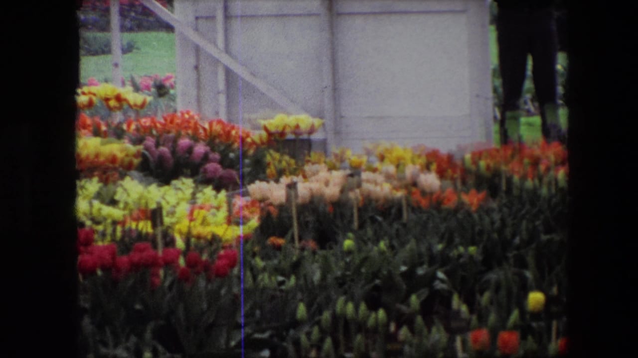 Rows of colorful tulips in front of a white wooden gate with visitors partly visible behind them.