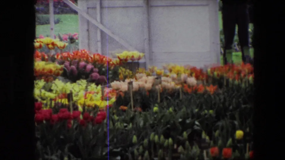 1967 home-movie frame identified as Amsterdam, showing dense tulip beds in red, yellow, orange, and pale tones with plant labels, lawn, a white wooden gate, and partial adult visitors.