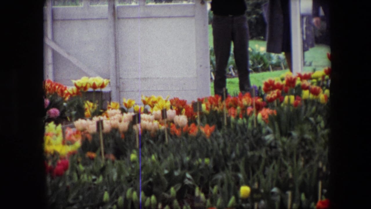 Colorful tulip rows fill the foreground with a white gate and partial visitors in the background.
