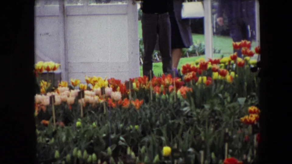 1967 home-movie view identified as Amsterdam, with labeled tulip beds in bloom, dark green foliage, a white gate, lawn, and partly cropped adult visitors near the display.