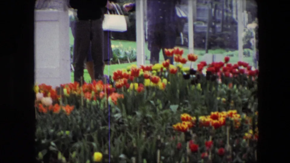A 1967 Amsterdam-identified garden frame shows red and yellow tulips across the foreground, plant labels among foliage, lawn, a white gate edge, and distant adult visitors.