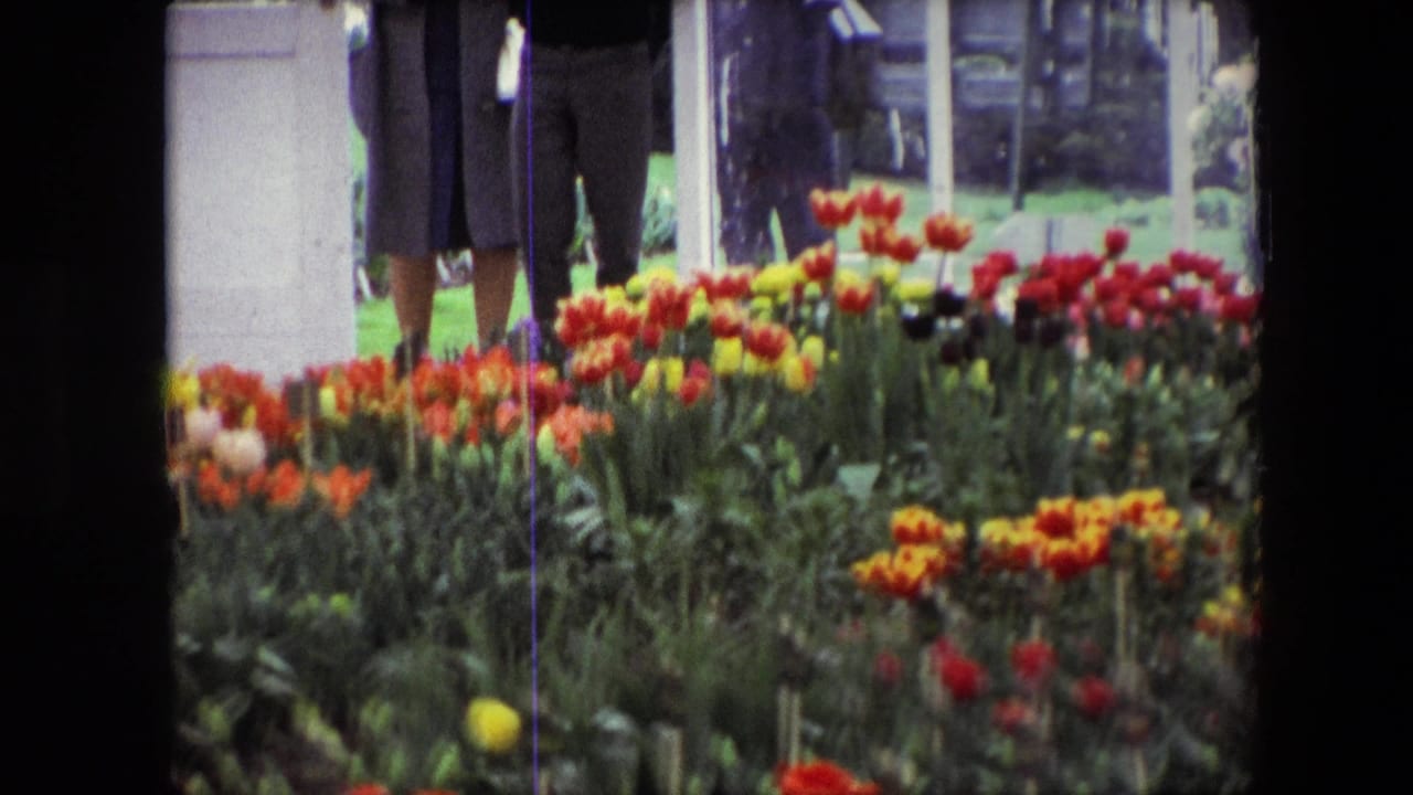 1967 Amsterdam home-movie frame showing rows of colorful tulips with three adults partly visible beyond the flower bed near a glass enclosure.