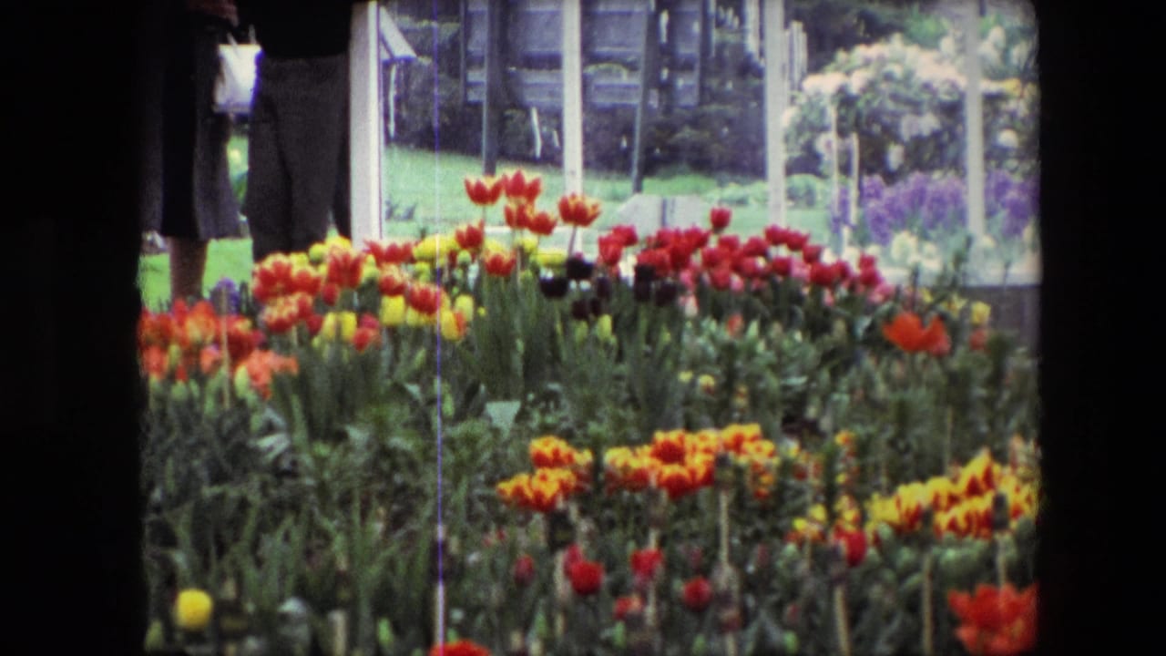 1967 Amsterdam garden view with dense red, yellow, orange, and dark tulips in front of partially visible adults near glass panels and greenery.