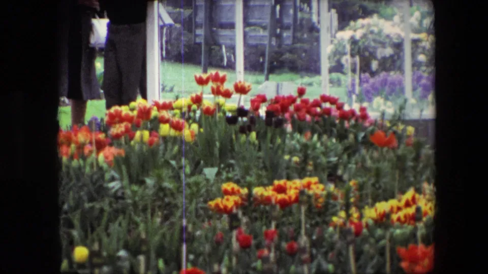 1967 Amsterdam garden view with dense red, yellow, orange, and dark tulips in front of partially visible adults near glass panels and greenery.