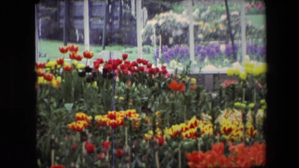 1967 Amsterdam home-movie frame showing tulip beds, garden stakes, a green lawn, and a glass enclosure with only partial figures at the upper edge.