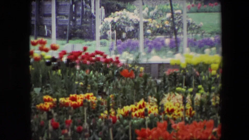 1967 Amsterdam garden frame with colorful tulip rows, soft-focus lawn, glass enclosure details, and layered spring plantings in the background.