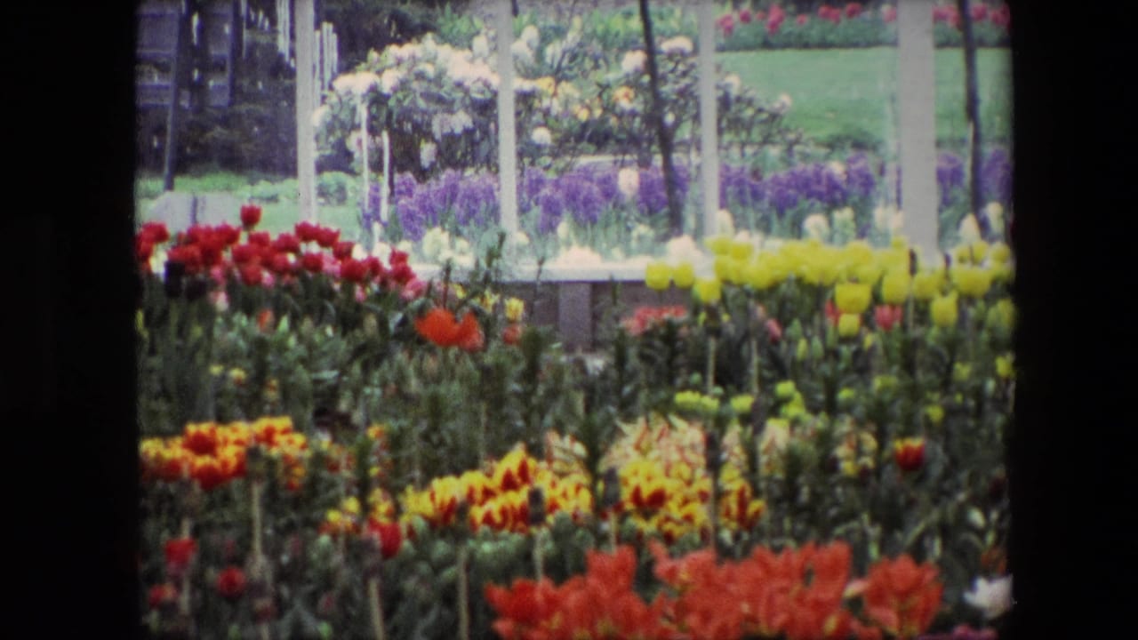 1967 8mm frame of red, yellow, purple, and white flower beds viewed through white conservatory-style framing, with Amsterdam supported by supplied clip metadata.