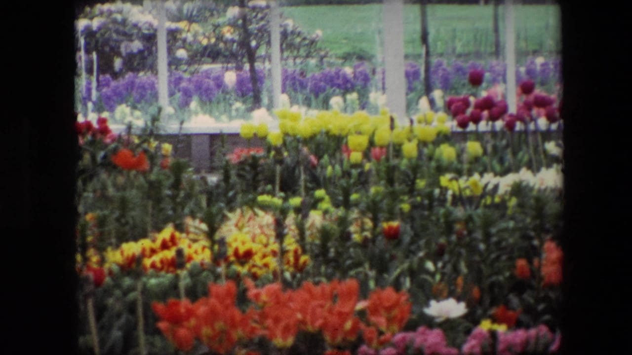 Color 8mm view of layered tulip and flower beds, with white structural frames crossing the garden scene and no people visible.