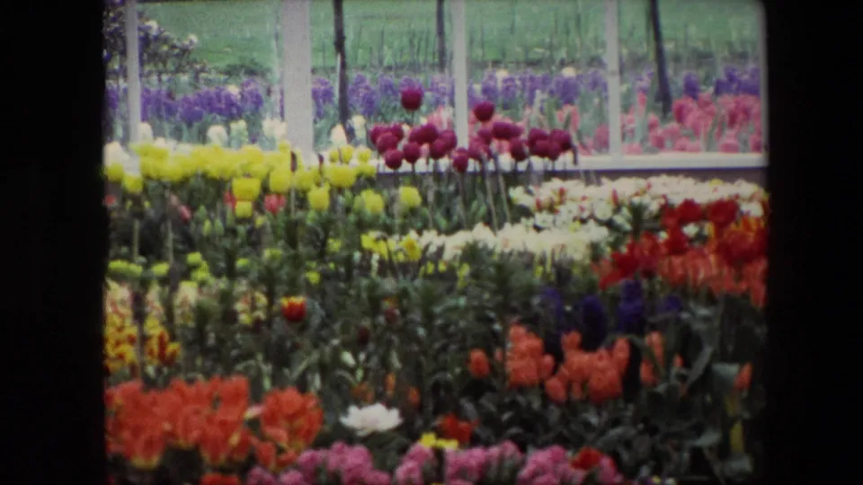 Final 8mm frame showing red, yellow, purple, orange, and white flowers in arranged beds beyond white window or greenhouse supports.