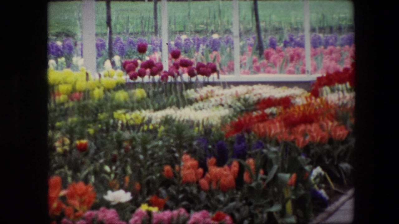 1967 8mm frame of dense red, yellow, purple, and white tulip beds viewed through glass panels in a flower-market greenhouse setting identified by metadata as Amsterdam.