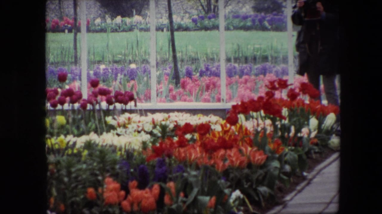 Tulip beds and glass partitions with a visitor partly visible at the edge.