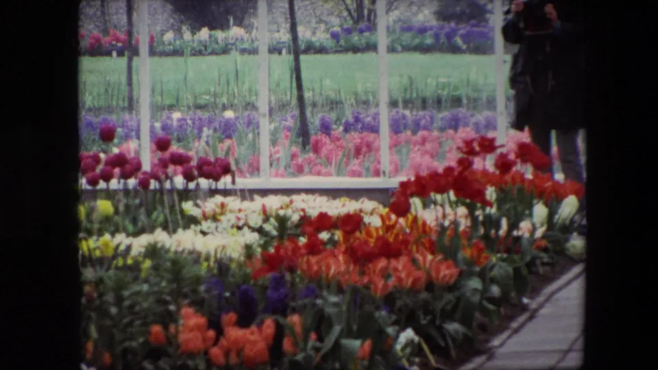 Colorful tulip rows fill the greenhouse display while a partly visible visitor stands near the right edge of the 1967 Amsterdam flower-market footage.