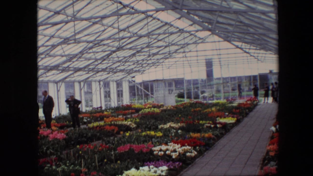 In supplied 1967 Amsterdam greenhouse footage, adults in dark coats and suits move along a walkway beside dense rows of red, yellow, pink, and white flowers under a metal-framed glass roof.