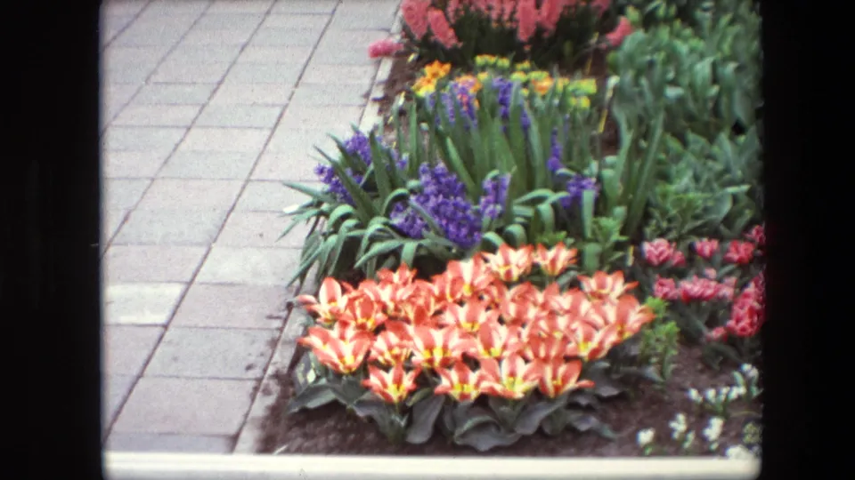 Close 1967 8mm view of arranged flower beds with pale orange tulips, purple hyacinths, greenery, and a paved walkway along the left side.