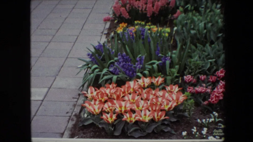 Final frame shows a similar flower-bed view with orange tulips, purple hyacinths, pink flowers, and a paved path, rendered with soft 8mm color and slight underexposure.