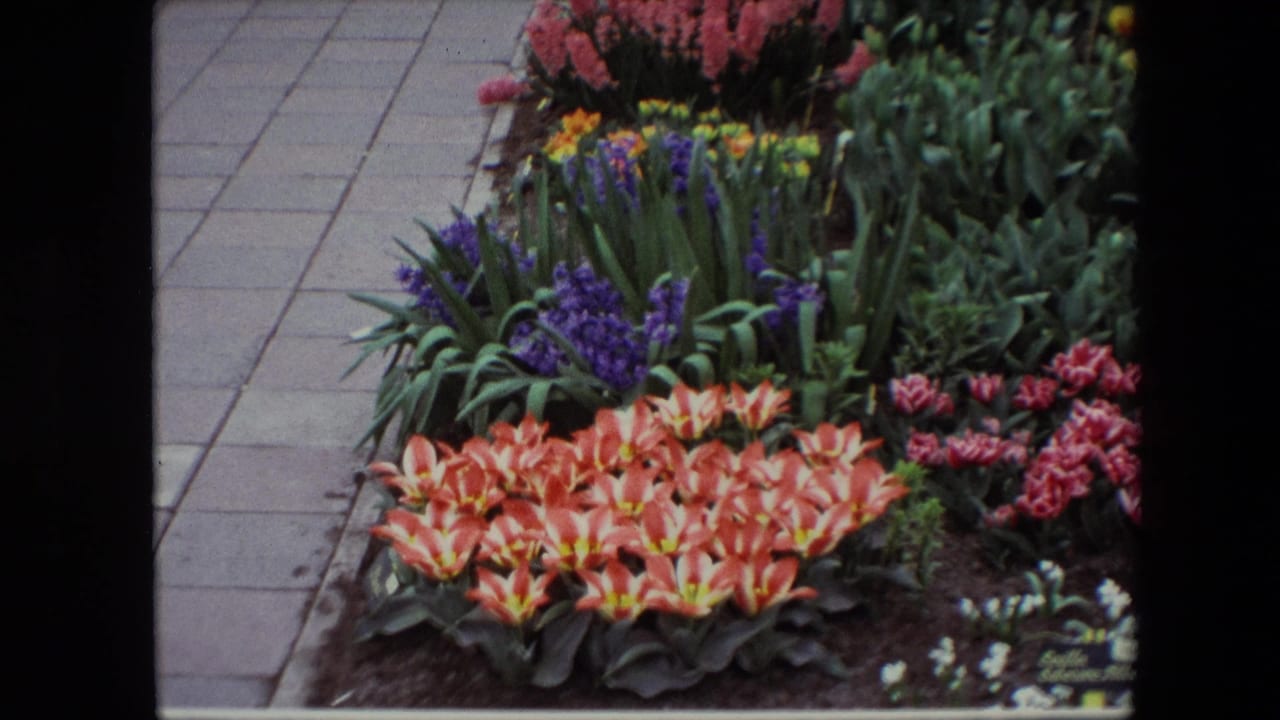 Colorful flower bed beside a stone walkway with orange-red tulips and purple blooms.