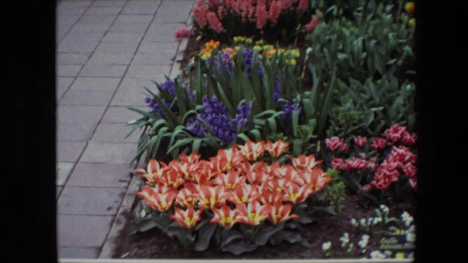 1967 8mm home-movie frame described as Amsterdam, showing a formal flower bed with orange-red tulips, purple blooms, pink-red flowers, green foliage, and stone paving.