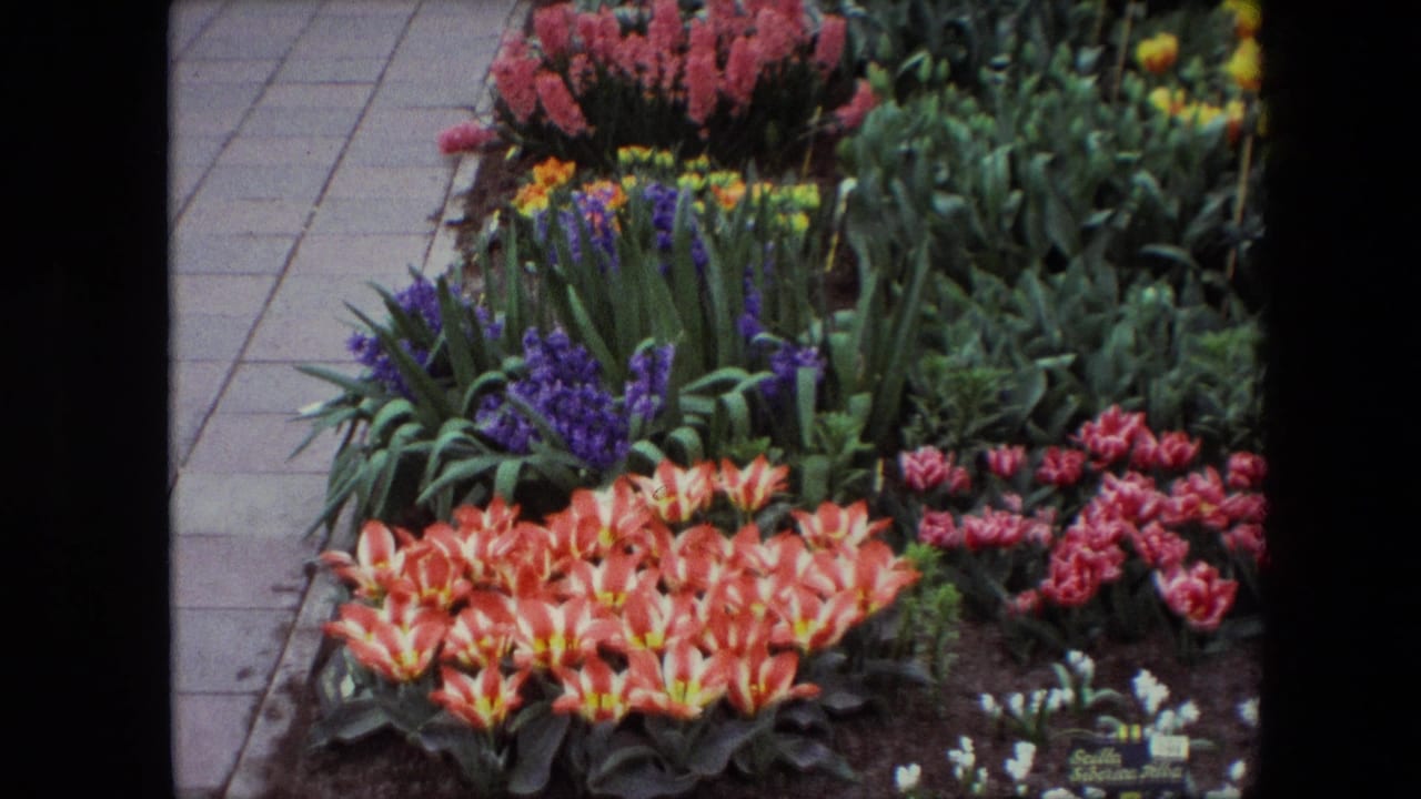 Flower garden bed with tulips, purple blooms, pink flowers, and paving at left.