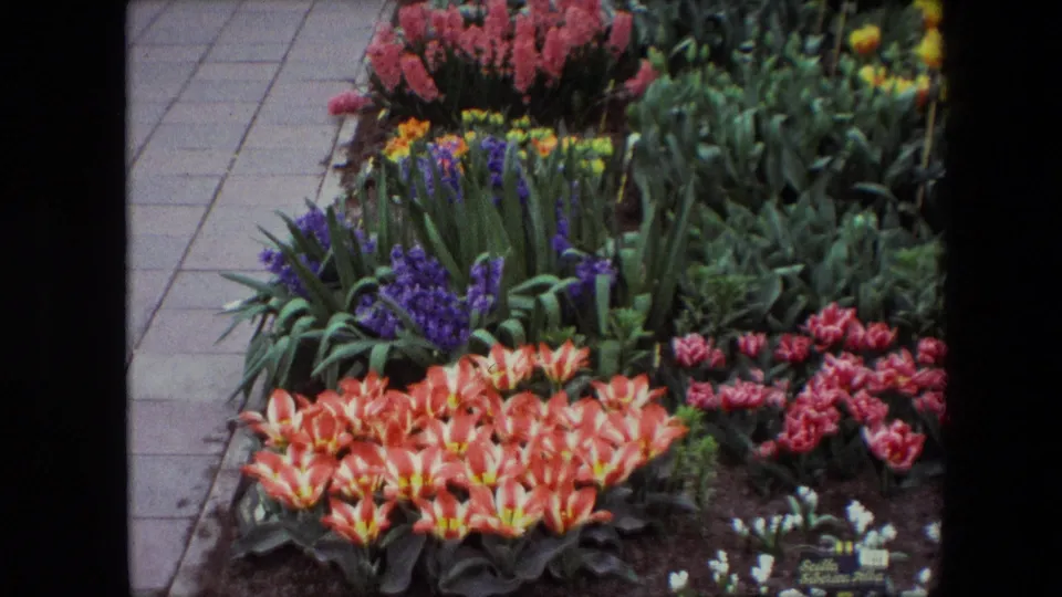 1967 8mm frame described as Amsterdam, with a planted garden bed of orange-red tulips, purple flowers, pink-red blooms, yellow flowers, and a stone walkway along the edge.