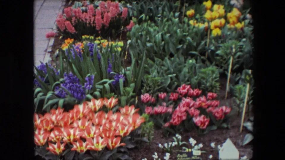 1967 8mm home-movie frame described as Amsterdam, showing a closer view of orange-red tulips, purple blooms, pink-red flowers, dense green plants, dark soil, and small garden labels.