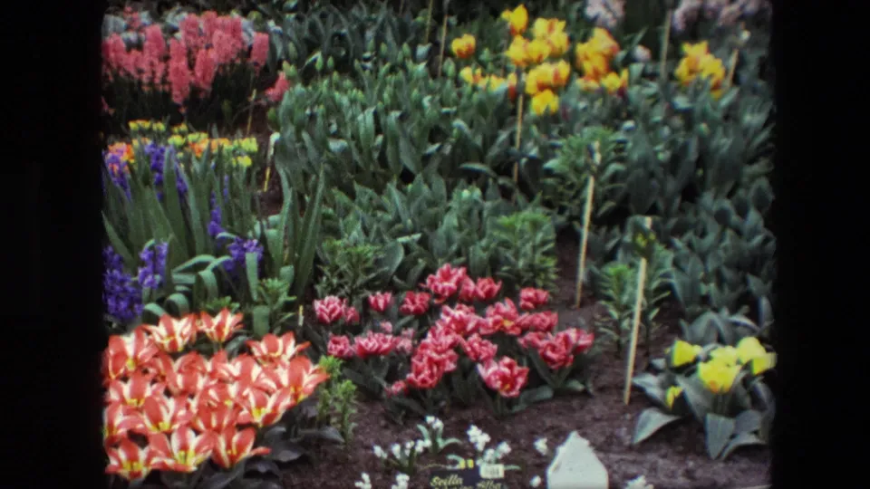 1967 8mm frame described as Amsterdam, showing a colorful formal garden bed with orange-red tulips, pink-red blooms, yellow flowers, broad green leaves, dark soil, and small plant signage.