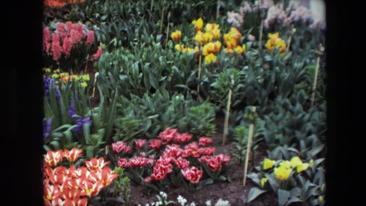 1967 8mm frame identified by metadata as Amsterdam garden footage, showing rows of red, yellow, pink, orange, and purple flowers among dense green leaves and dark soil.