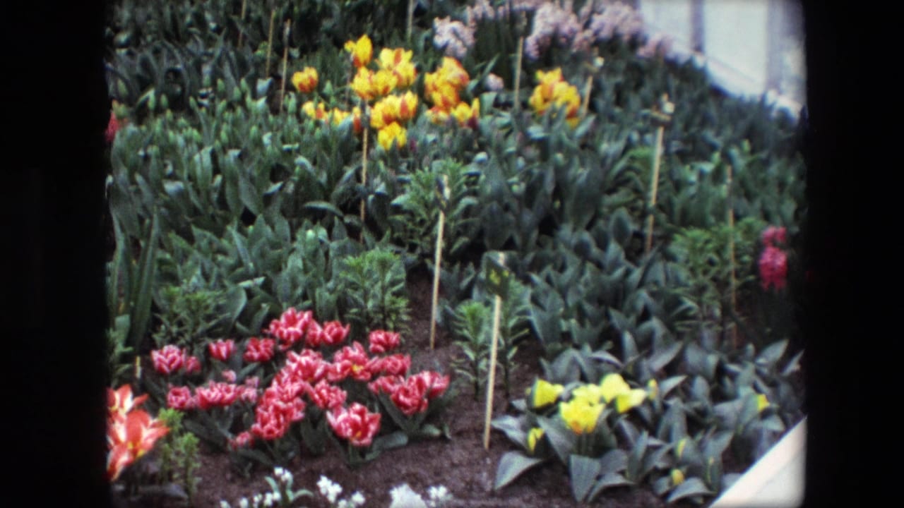 1967 8mm frame identified by metadata as Amsterdam garden footage, with bright yellow blooms, pink tulips, dense foliage, thin plant markers, and a pale glass or greenhouse edge.