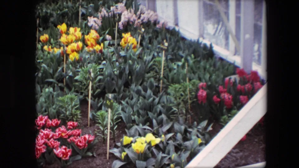 1967 8mm frame identified by metadata as Amsterdam garden footage, showing a planted bed of yellow, red, and pink flowers with broad green leaves, plant markers, and a white greenhouse-like frame.