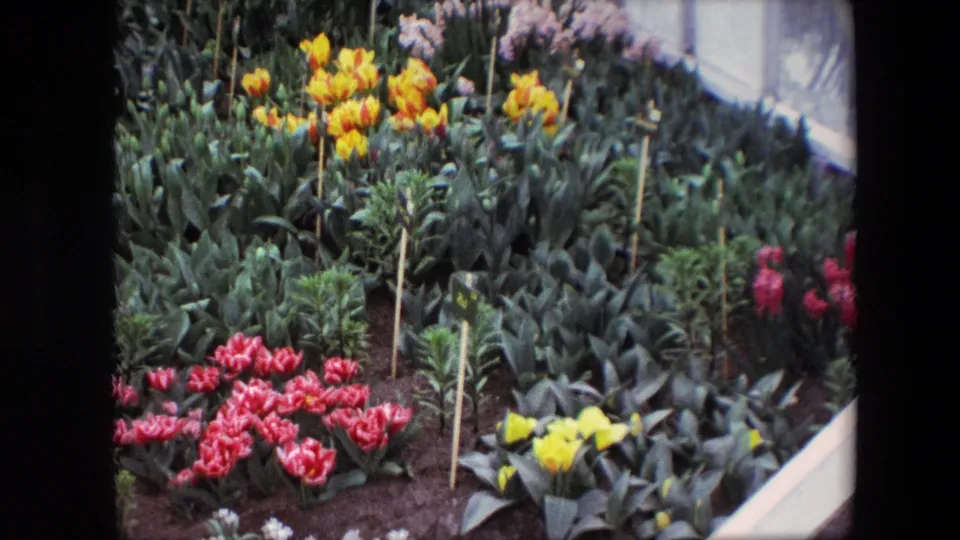1967 8mm frame identified by metadata as Amsterdam garden footage, showing dense spring planting with pink tulips, yellow blooms, red flowers, broad foliage, soil, and simple plant markers.
