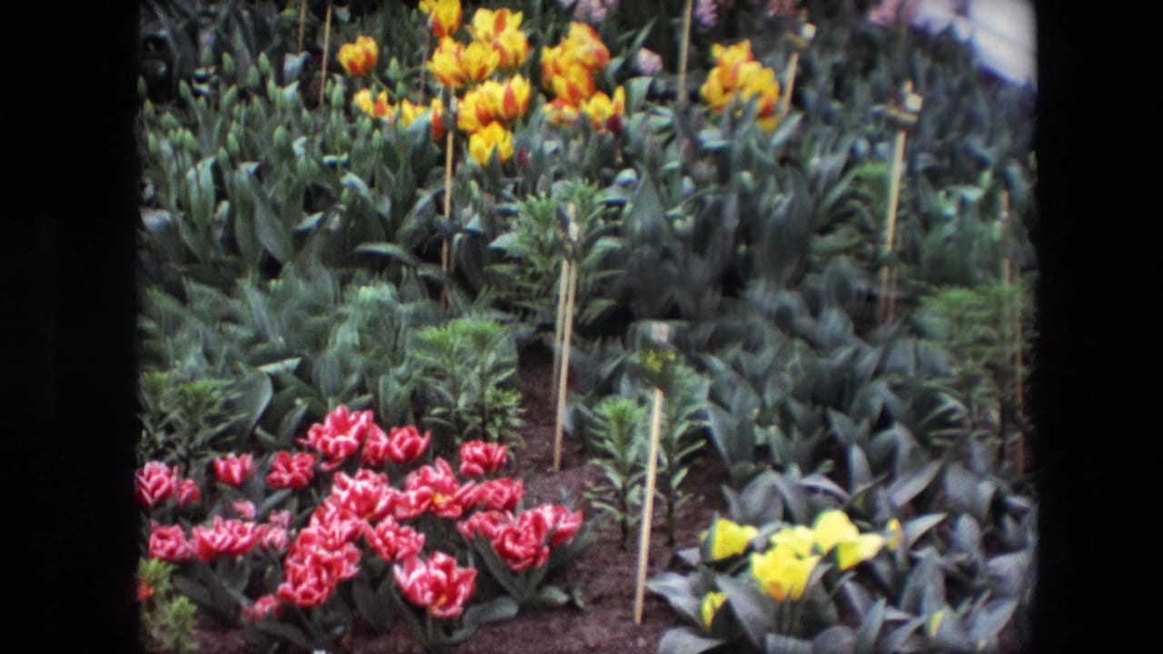 1967 8mm frame of a formal spring garden bed with red variegated tulips, yellow tulips, orange tulips, green leaves, dark soil, and slim wooden plant markers.