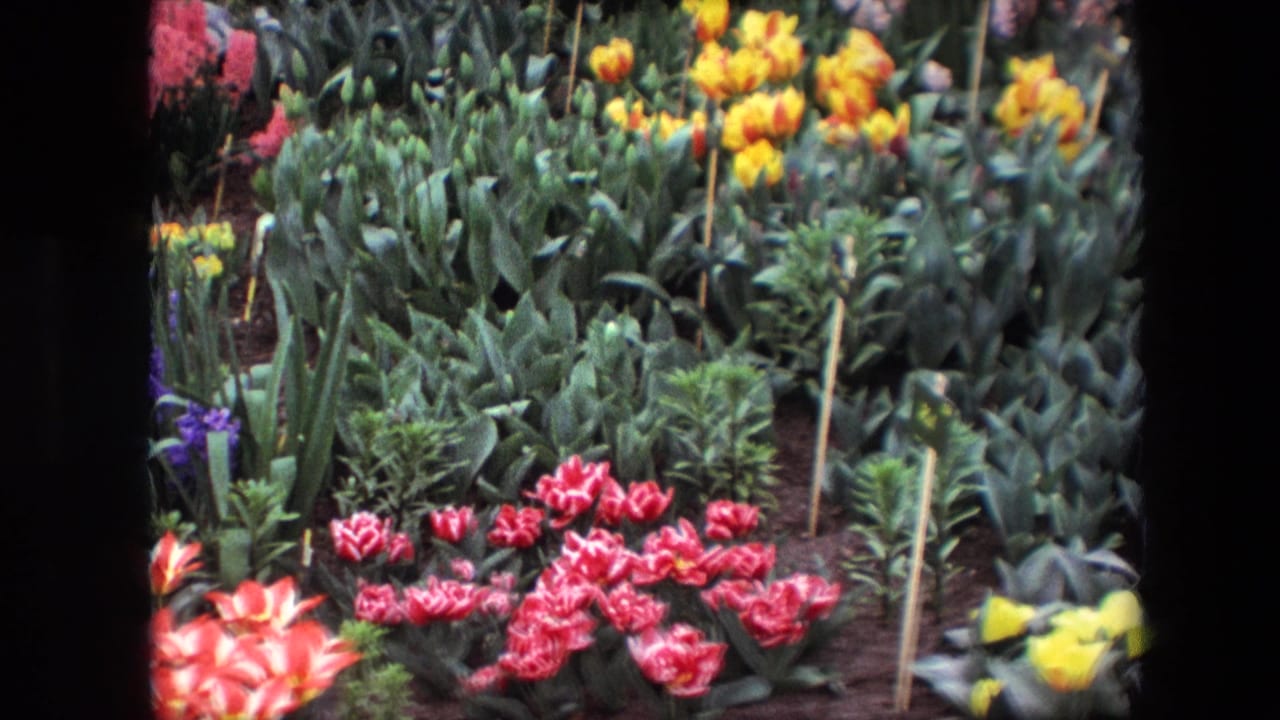 1967 8mm frame showing a dense planted garden display with red variegated tulips in front, yellow tulips behind, dark soil, leafy stems, and wooden markers.