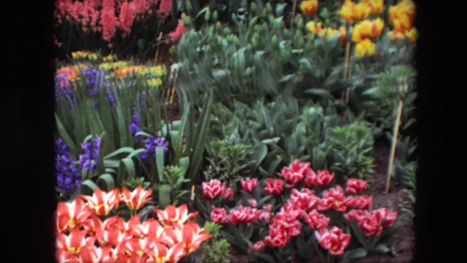 1967 8mm frame of mixed spring flowers with purple hyacinths, red variegated tulips, orange tulips, yellow blooms, green foliage, and wooden plant stakes.