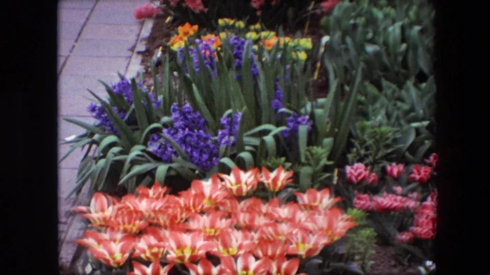 1967 8mm frame showing a formal garden bed beside a paved walkway, with purple hyacinths, orange tulips, red tulips, yellow blooms, and dense green leaves.