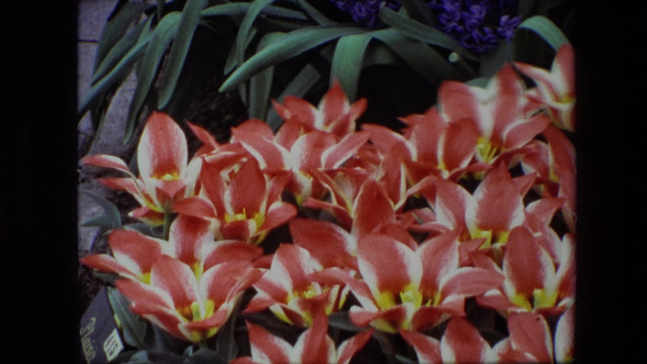 Close-up 1967 8mm frame of red and white tulips with yellow centers, shown tightly among green garden foliage in footage identified as Amsterdam.
