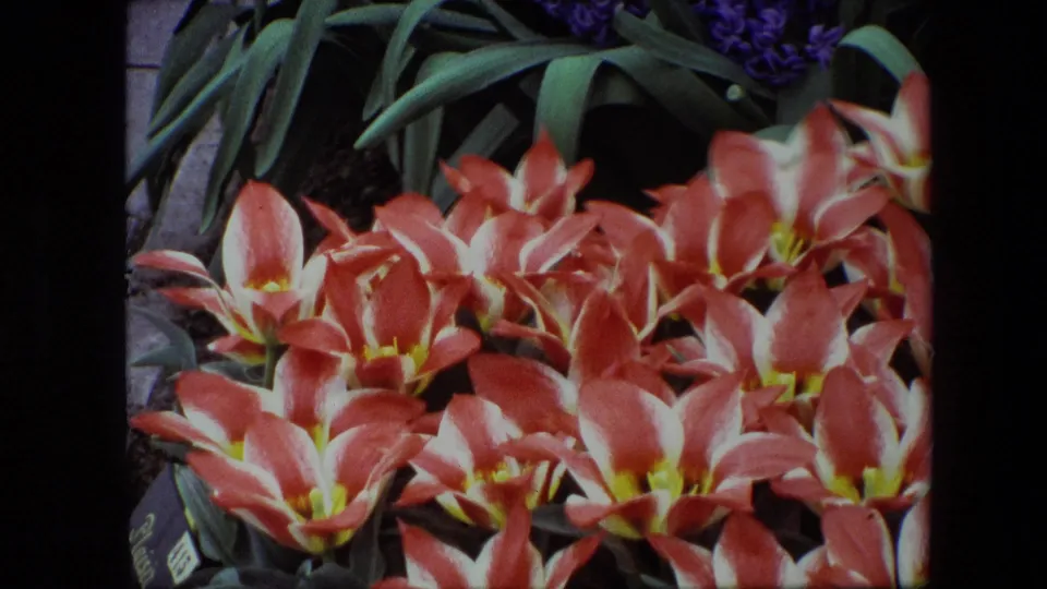 Close-up 1967 8mm frame of red and white tulips with yellow centers, shown tightly among green garden foliage in footage identified as Amsterdam.
