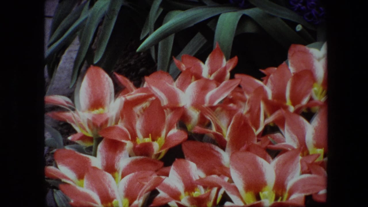 Cluster of red and white tulips framed by green foliage and black film edges.