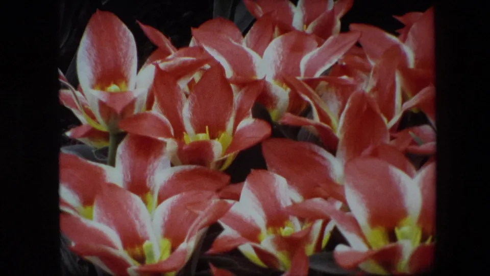 Tighter 8mm close-up of red, white, and yellow tulips in the garden, with soft film texture and foliage partly visible behind the blooms.