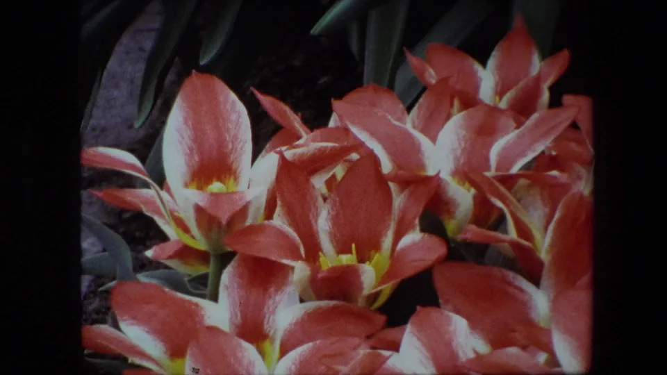 Final 1967 8mm close-up frame showing red and white tulips with yellow centers, green foliage, and dark garden soil in an Amsterdam-identified clip.