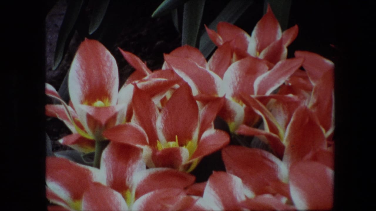 Close 8mm frame of red and pink nursery flowers with yellow centers and dark foliage, from footage supplied as Amsterdam, Netherlands, 1967.