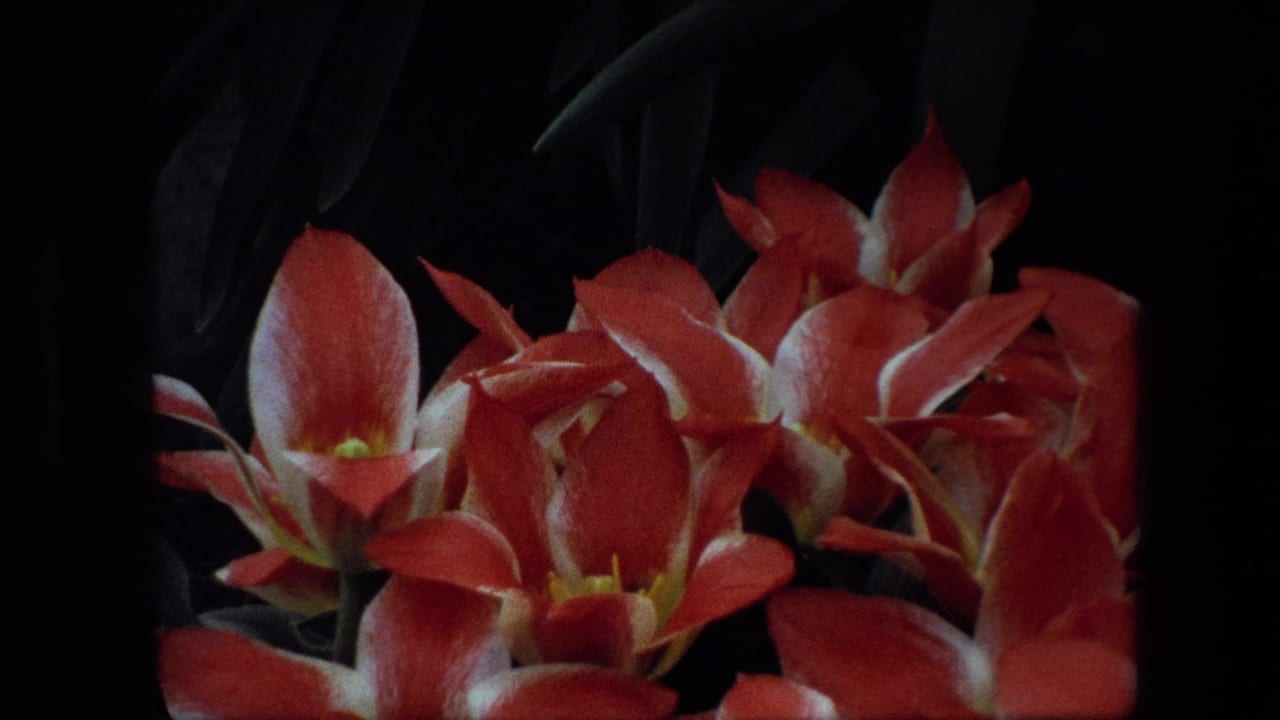 Close view of red flowering plants with yellow centers and shadowed leaves in a color 8mm nursery shot identified by metadata as 1967 Amsterdam.