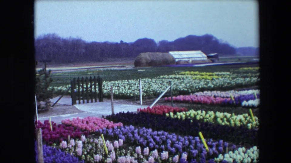 Wide 8mm view of arranged flower rows, a wooden gate, open paths, a low greenhouse-like building, and distant trees at a nursery identified in metadata as Amsterdam, Netherlands, 1967.