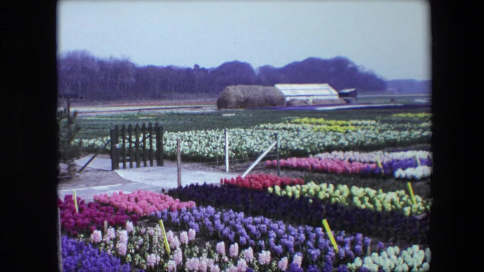 Wide frame of pink, purple, white, yellow, and red flower beds with a small wooden gate, field paths, and a low greenhouse-like structure in the distance.
