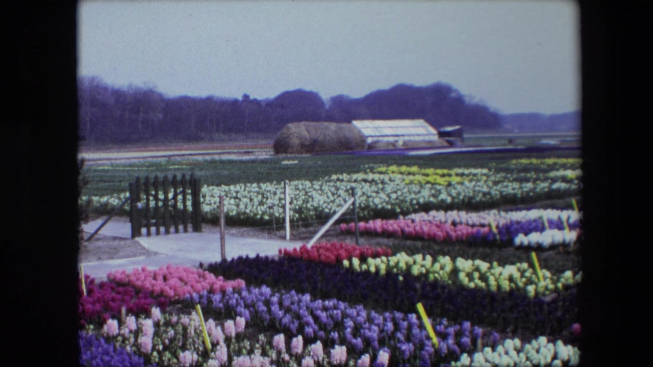 A 1960s 8mm home-movie frame shows dense rows of pink, purple, red, yellow, and white flowers in a cultivated field, with a path fence, marker stakes, greenhouse, haystack-like mound, and distant trees.
