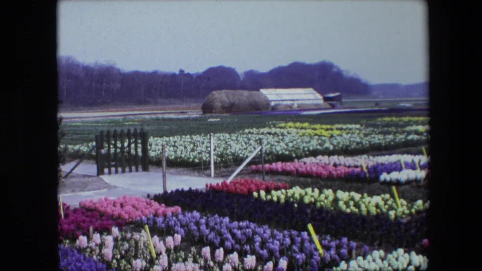A 1960s 8mm home-movie frame shows dense rows of pink, purple, red, yellow, and white flowers in a cultivated field, with a path fence, marker stakes, greenhouse, haystack-like mound, and distant trees.