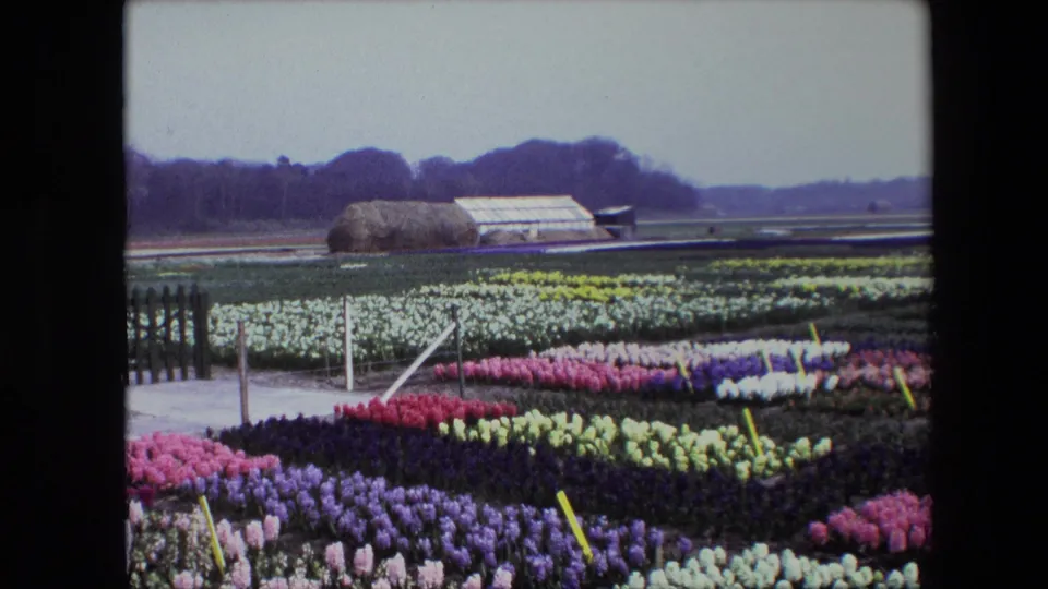 The frame shows saturated rows of purple, pink, red, yellow, and pale flowers in the foreground, with a simple fenced path, marker stakes, greenhouse, haystack-like mound, open farmland, and trees in the distance.