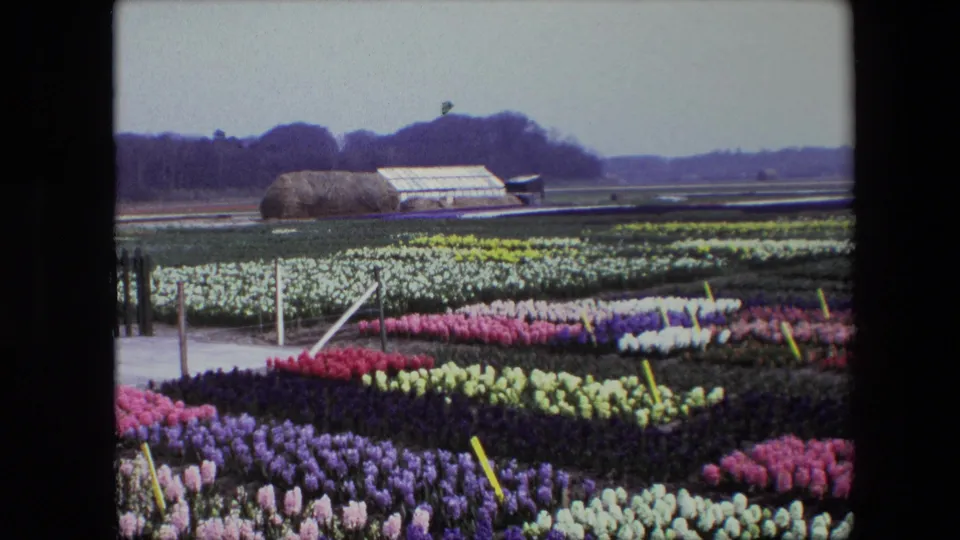A final 8mm frame presents a broad cultivated flower field with vivid rows of blooms, angled marker stakes, a path and fence, a greenhouse, a haystack-like mound, surrounding fields, and a wooded horizon.