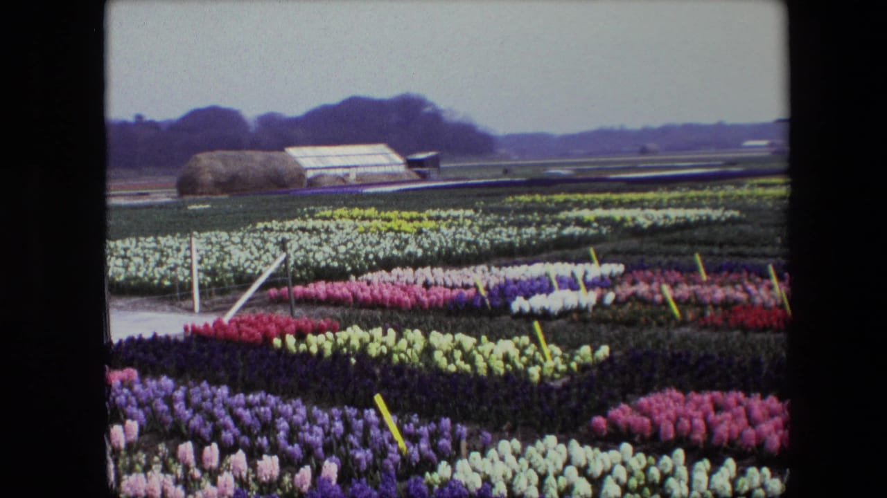 1967 8mm home-movie frame of a Dutch flower field with pink, purple, white, and yellow blooms, a greenhouse, a haystack-like mound, distant trees, and a windmill near the right edge.